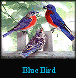 Bluebird
