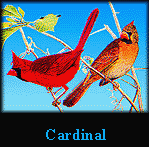 Cardinal