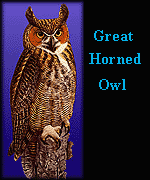 Great Horned owl