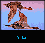 Pintail Duck