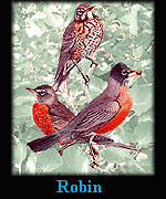 Robin