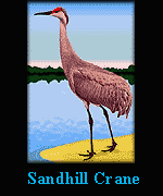Sandhill Crane