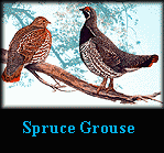 Spruce Grouse