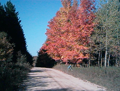 Tree in full red