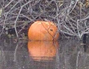 Let's hear it for Jim's pumpkin!
