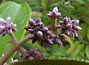 More flowers