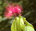 Trujillo Flora