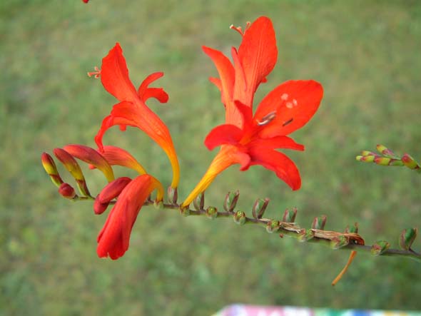 DSCF0039